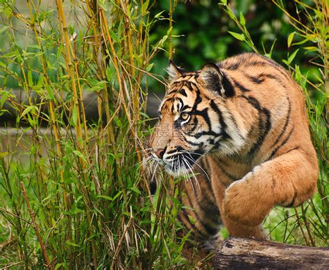 苏门答腊虎豹的肖像,蒂格里斯苏门答腊大猫被囚禁高清图片下载-正版图片300698490-摄图网