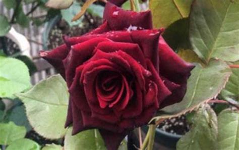 路易十四玫瑰是什么玫瑰，路易十四玫瑰花语和传说_爱花网