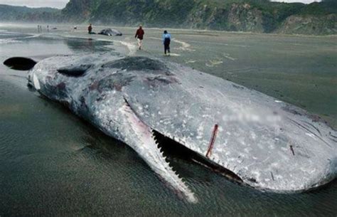 十大最恐怖的海底"怪物"：海蛾鱼锋利巨齿 - 海洋财富网