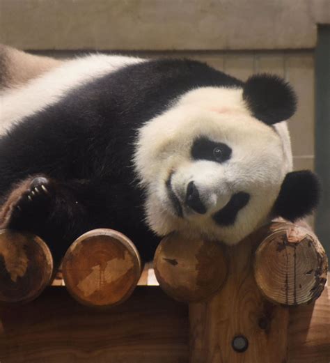 上野动物园熊猫宝宝参观预约下周启动 每人观看限定两分钟 _玩_哈尔滨网络广播电视