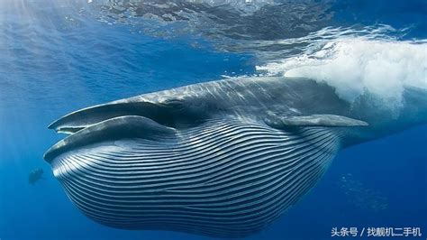 罕见画面：实拍蓝鲸上演壮观“鲸吞”，这吃相令人叹为观止！_腾讯视频