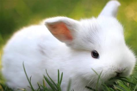 兔粮5斤幼兔成兔宠物兔粮兔子荷兰猪豚鼠饲料粮食海鲜水果仓鼠粮-阿里巴巴