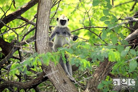 Southern Hanuman langur, subadult on tree, semi-adult juvenile, Stock Photo, Picture And Rights ...
