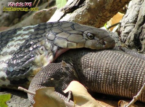 眼镜王蛇vs巨蜥图片_蛇的图片_毒蛇网