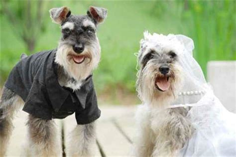 狗狗结婚图片,超可爱的狗狗结婚照