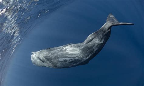 梅尔维尔鲸：可与巨齿鲨一争高下的鲸鱼 - 知乎