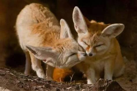 世界上最大耳朵的狐狸 大耳狐（耳朵长度达14厘米左右）_探秘志