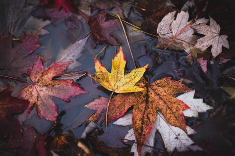 枫树林里秋天的落叶高清图片下载-正版图片500512184-摄图网