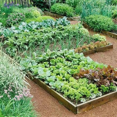 想要在院子里种菜, 做好这11点就能四季吃到有机蔬菜