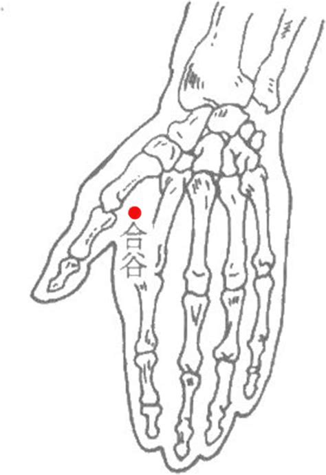 合谷_合谷穴的位置、功效与作用、主治、刺灸法_医学百科