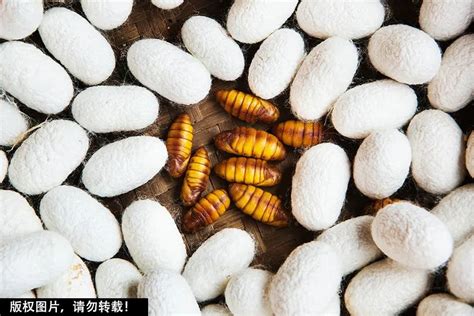 蚕蛹长得那么可怕，为什么还有人爱吃？它的营养价值超出你的想象…-郴州新闻网