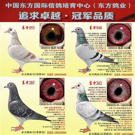 一只赛鸽的育种全过程(图)-信鸽园地-中国信鸽信息网