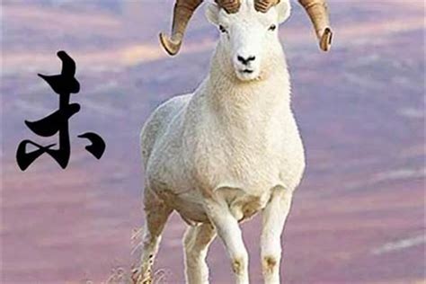 91年的羊在2023年桃花运_生肖_若朴堂文化
