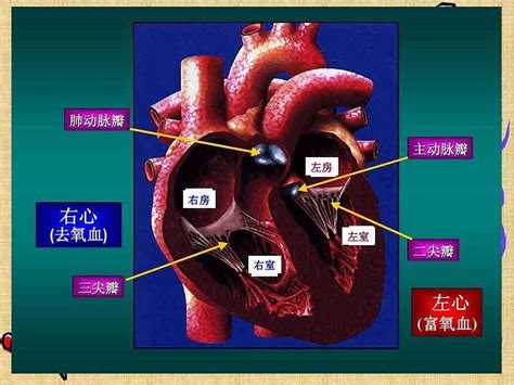 冠状动脉系统解剖、CTA解剖、分段及中英文名称对照