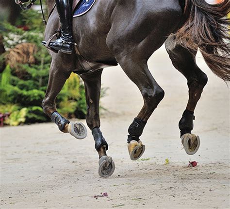 马术小知识 | 马匹为什么容易受惊？（3） - 资讯动态 北京天星调良国际马术俱乐部