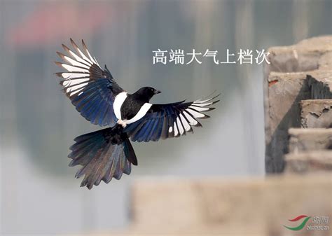 喜鹊摄影图__鸟类_生物世界_摄影图库_昵图网nipic.com