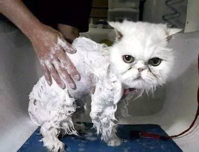 竟有洗澡这么乖的猫咪？ - 知乎