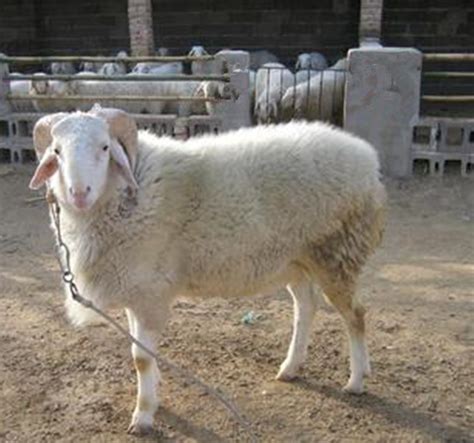 国内外羊品种大全汇总，看咱养羊人都了解那些 - 品种介绍 中国牛羊养殖网