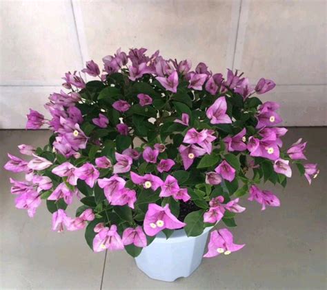 12种紫色开花植物，你钟爱哪一款？