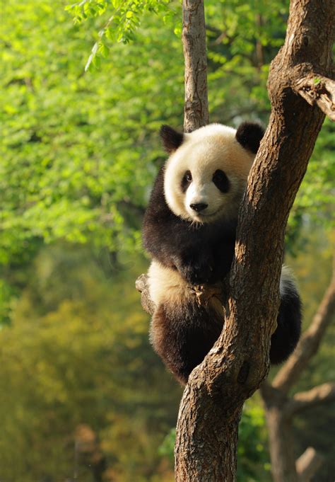 旅俄大熊猫“丁丁”首诞幼崽 今年海外诞生的第三只熊猫崽来报到！ - 封面新闻