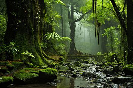 在神秘的海南热带雨林，让虫鸣鸟叫唤醒你每一个清晨|海南|热带原始雨林|热带雨林_新浪新闻