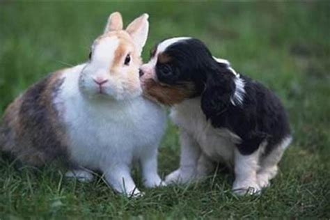 兔子超可爱是不是？但是你了解兔子吗？兔子急了也是会咬人哒！ - 知乎