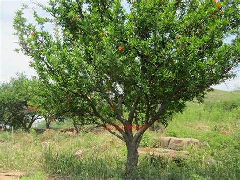石榴树种植方法管理-常见问题-长景园林网