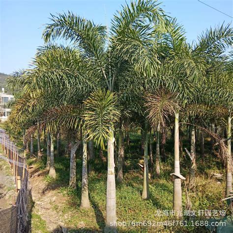 大王椰子报价 基地种植 各种棕榈树 狐尾椰子价格 大王椰子批发 大王棕|价格|厂家|多少钱-全球塑胶网