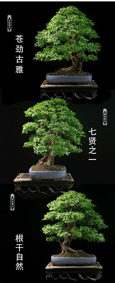 雀梅盆景图片