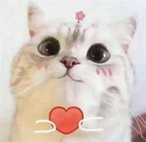 有哪些可爱的猫猫表情包？ - 知乎