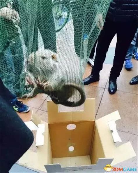 温州一大学校内现10斤重“巨鼠” 实为海狸鼠_3DM单机