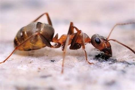 自己抓的蚂蚁怎么养 如何养自己抓的蚂蚁详细教程_知秀网