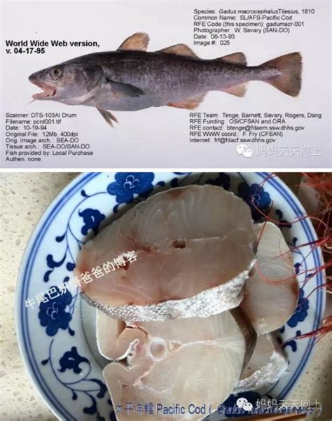 鳕鱼种类大全，90%的厨师都不知道！