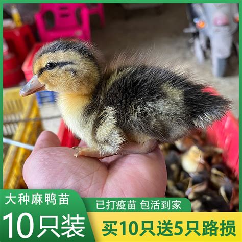 农村大集上毛茸茸的小鸭子, 5块钱两只, 买回家养得活吗