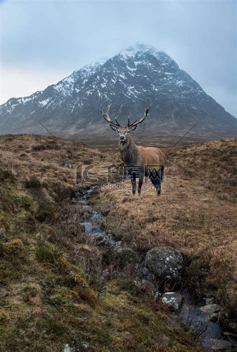 苏格兰高地 Stob Derg Buachaille Etive Mor 山和白雪皑皑的山峰冬季肖像中红鹿雄鹿的合成图像高清摄影大图-千库网