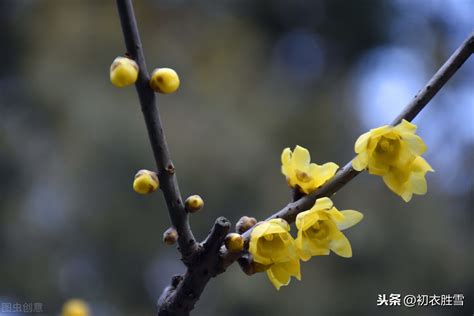 赞美腊梅诗句经典（咏腊梅最出名的古诗）