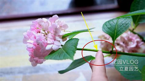 绣球花怎么养？绣球花的养殖方法和注意事项-种植技术-中国花木网