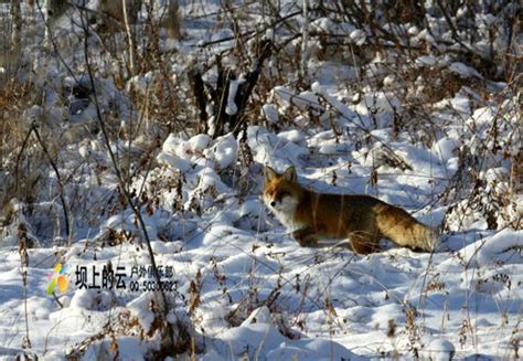 雪地里发现白狐狸向路过车辆要“零食”