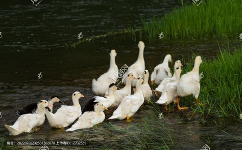 家鹅在传统乡村养鹅场吃草高清图片下载-正版图片502611958-摄图网