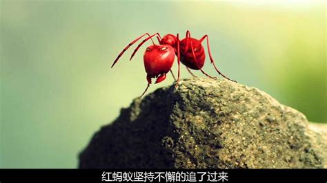 蚂蚁之间的世纪大战，黑蚂蚁搬运美味食物，竟被红蚂蚁发现大战拉开帷幕