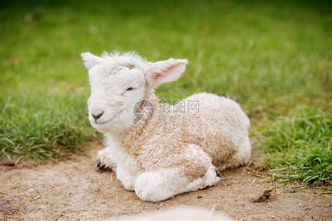 草原上白色小绵羊背景图片免费下载 - 觅知网