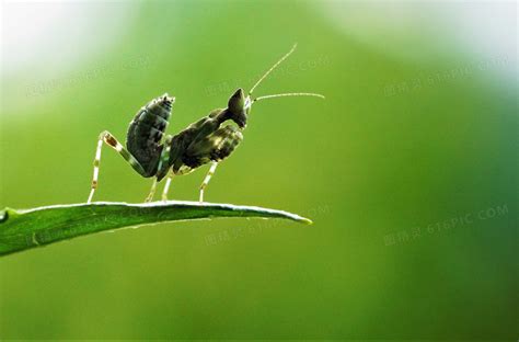 户外的绿色螳螂高清图片下载-正版图片600295317-摄图网