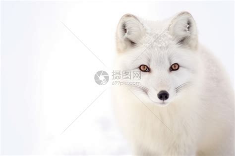 坐在地上的白色狐狸动物ai绘画 - 觅知网