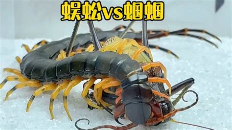 蜈蚣vs蝈蝈