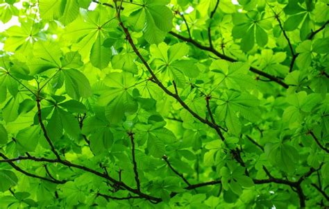 Premium Photo | The green leaves of chestnut