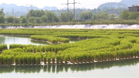 【围绕“四新”主攻“四化”】普定县金丰种养殖专业合作社：稻在水上种 鱼在水下长