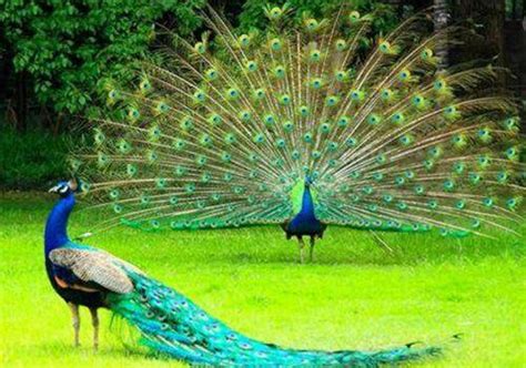 孔雀，俗称凤凰，是百鸟之王，自古以来便被人类视为珍禽异鸟