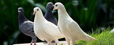 鸽子和斑鸠的区别 - 业百科
