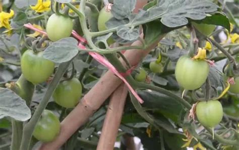 西红柿种植中的打杈技巧，一起学学！_凤凰网视频_凤凰网