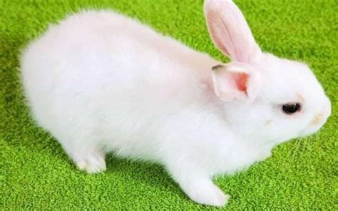 属兔取名 生肖姓名的基本法则，你知道吗？